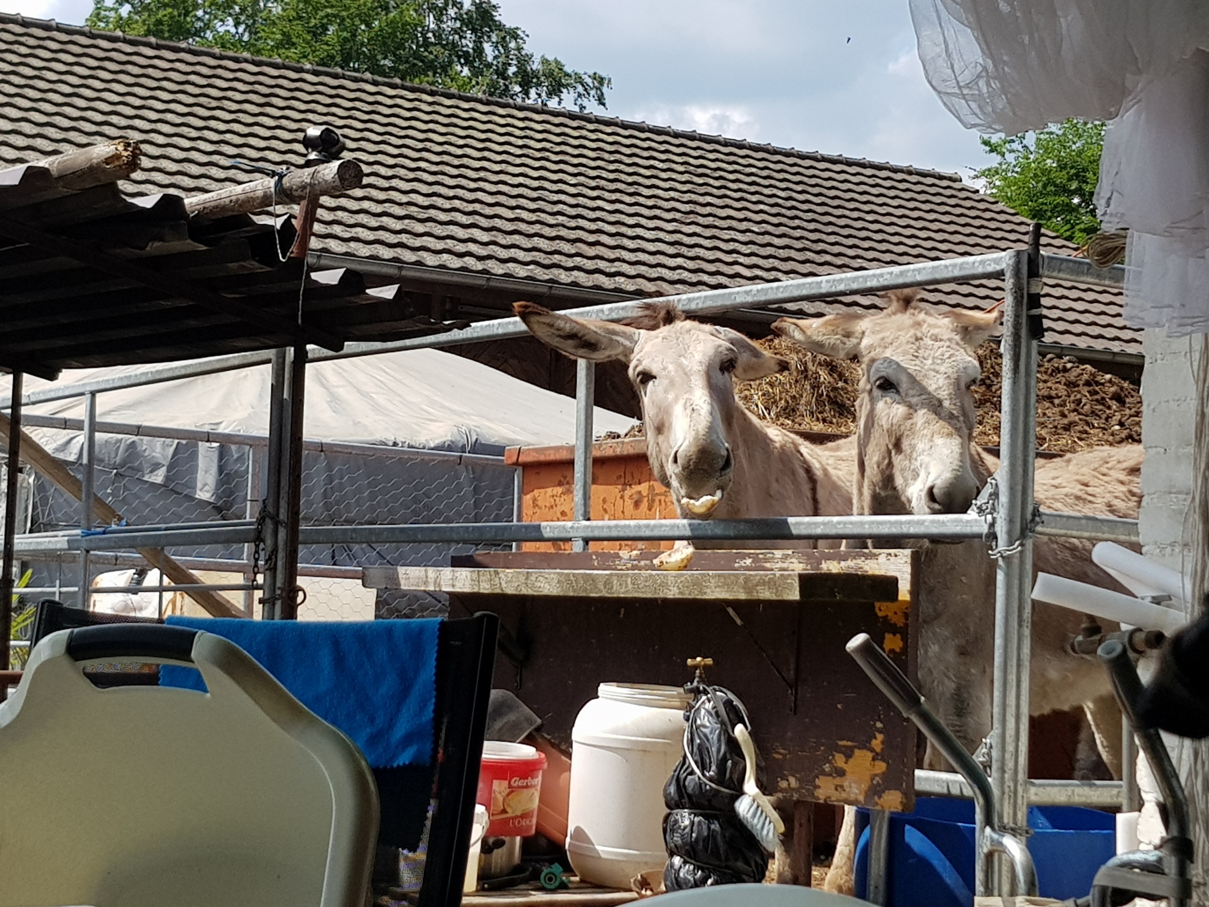 Donkeys
